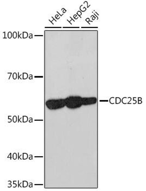 Anti-CDC25B Antibody (CAB9758)