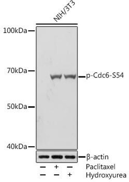 Anti-Phospho-Cdc6-S54 Antibody (CABP1153)
