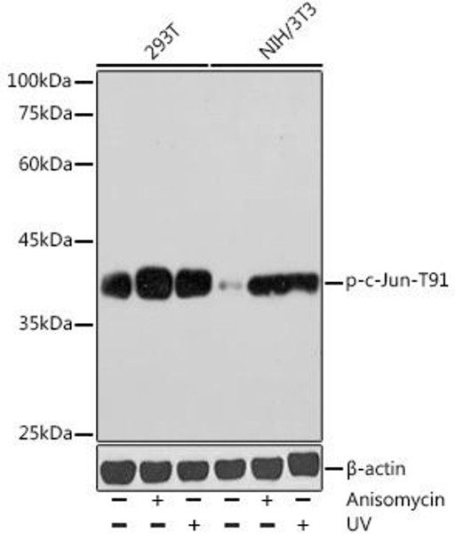 Anti-Phospho-c-Jun-T91 Antibody (CABP1216)