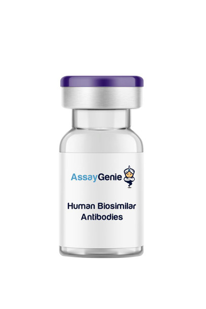 Bevacizumab (Anti-VEGF) Biosimilar In Vivo Antibody (Fc Reduced)