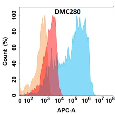 Anti-CD21 Chimeric Recombinant Rabbit Monoclonal Antibody (HDAB0238)