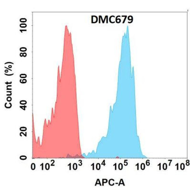 Anti-CXCR5 Chimeric Recombinant Rabbit Monoclonal Antibody (HDAB0327)