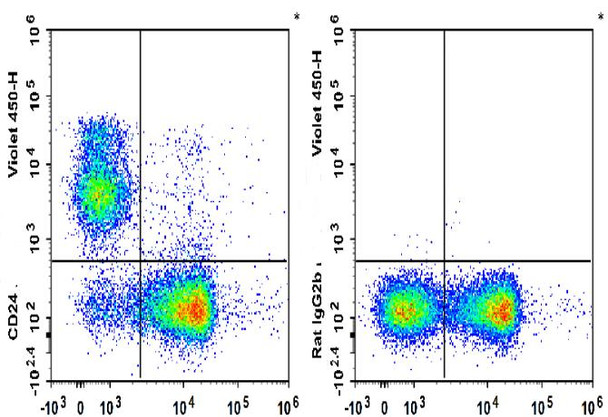 GenieFluor Violet 450 Anti-Mouse CD24 Antibody [M1/69] (AGEL3372)
