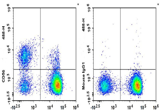GenieFluor 488 Anti-Human CD56 Antibody [MY31] (AGEL3390)