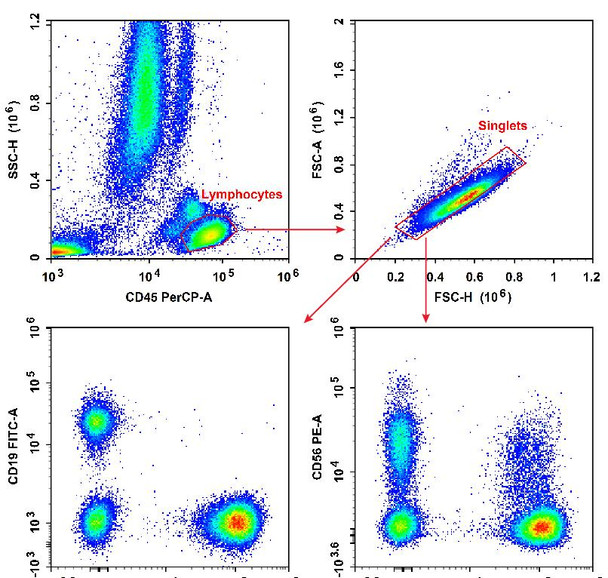 Anti-Human CD19-FITC/CD56-PE/CD3-PE/Cyanine7/CD45-PerCP Cocktail (AGEL3479)