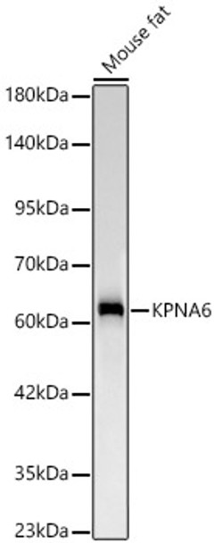 KPNA6 Monoclonal Antibody (CAB24826)