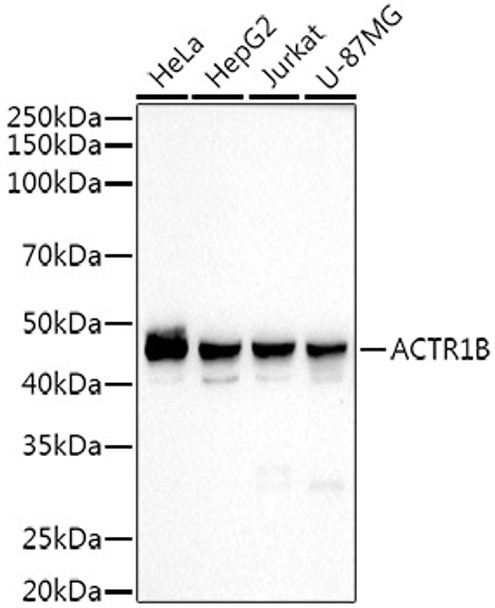 ACTR1B Monoclonal Antibody