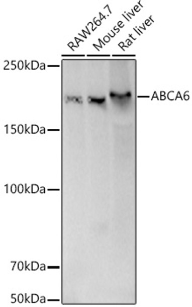 [KD Validated] ABCA6 Polyclonal Antibody