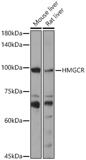 HMGCR Polyclonal Antibody