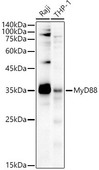 MyD88 Polyclonal Antibody