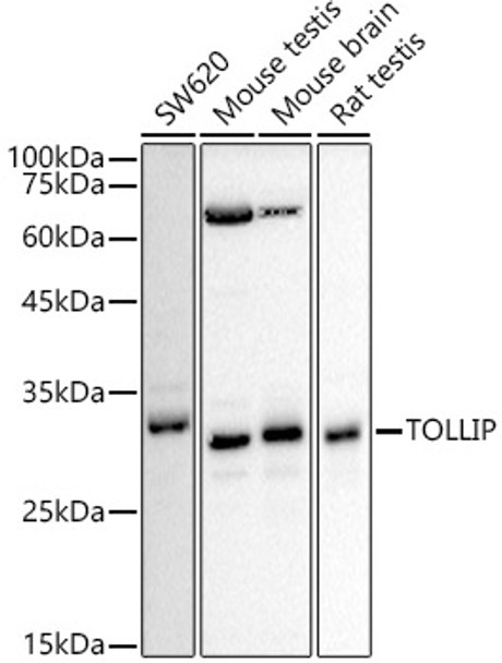 [KD Validated] TOLLIP Polyclonal Antibody