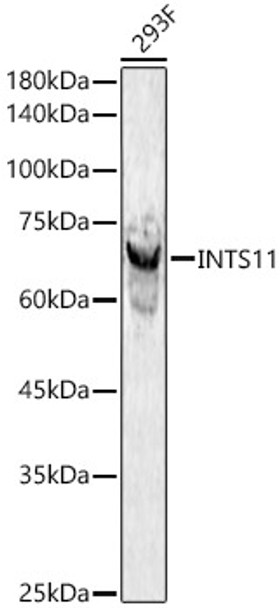 INTS11 Polyclonal Antibody