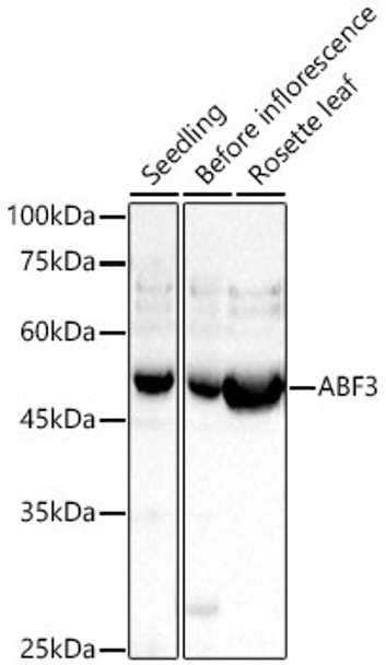 ABF3 Polyclonal Antibody