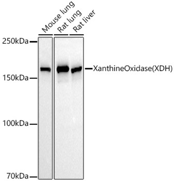 Xanthine Oxidase (XDH) Monoclonal Antibody