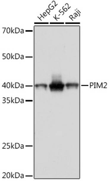 PIM2 Monoclonal Antibody