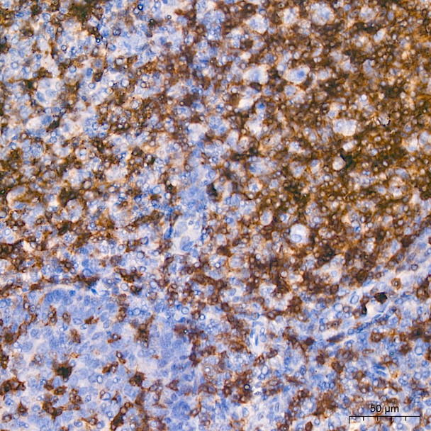 CD3H Rabbit Monoclonal Antibody