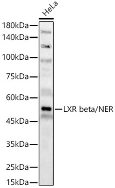 LXR beta/NER Polyclonal Antibody