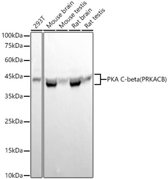 PKA C-beta (PRKACB) Monoclonal Antibody
