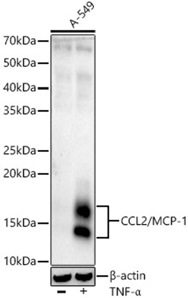 CCL2/MCP-1 Monoclonal Antibody (CAB22744)