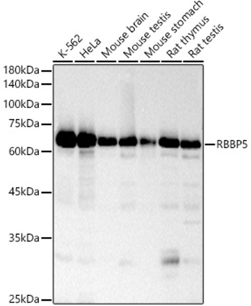 RBBP5 Monoclonal Antibody