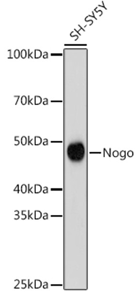 Nogo Monoclonal Antibody