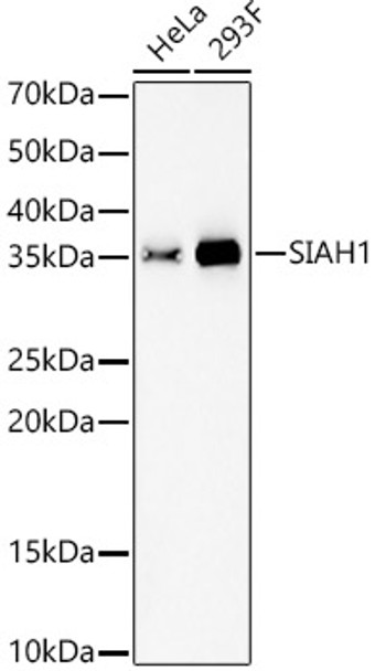 SIAH1 Monoclonal Antibody