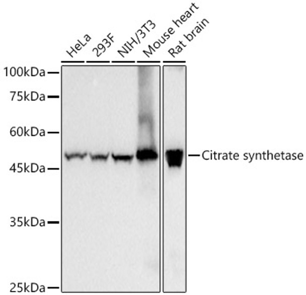 Citrate synthetase Monoclonal Antibody (CAB23371)