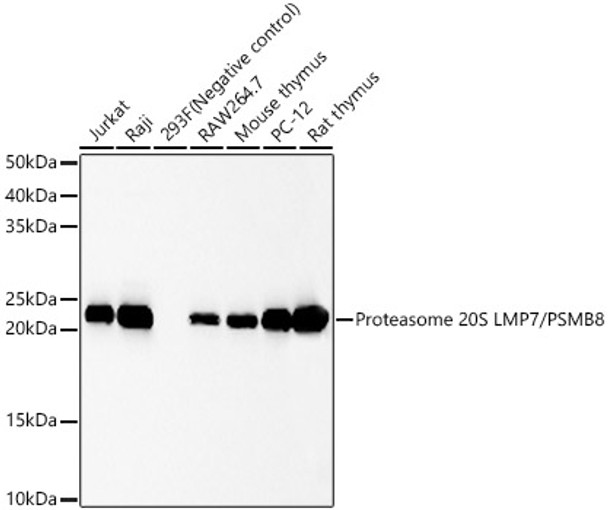 Proteasome 20S LMP7/PSMB8 Monoclonal Antibody