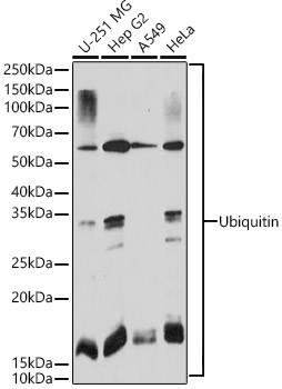 Ubiquitin Monoclonal Antibody