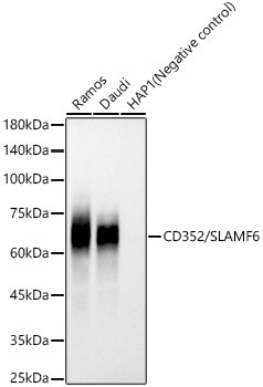 CD352/SLAMF6 Monoclonal Antibody (CAB23550)