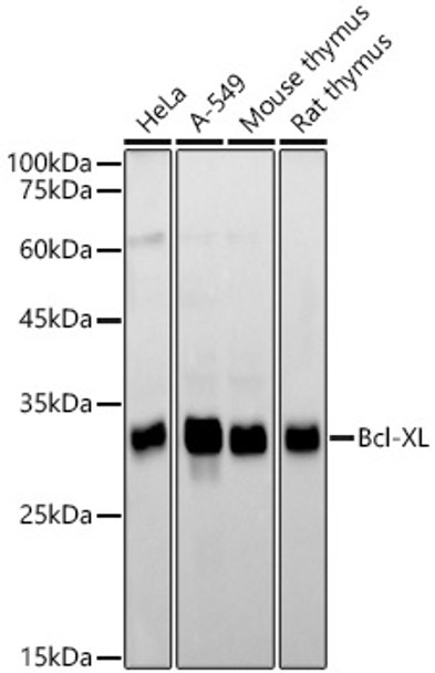 Bcl-XL Monoclonal Antibody (CAB23766)