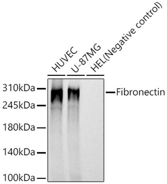 Fibronectin Monoclonal Antibody