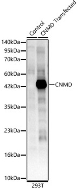 CNMD Polyclonal Antibody