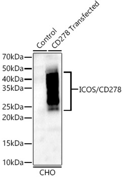 ICOS/CD278 Monoclonal Antibody