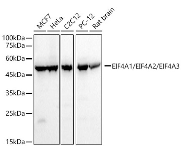 EIF4A1/EIF4A2/EIF4A3 Monoclonal Antibody EIF4A1/EIF4A2/EIF4A3 Monoclonal Antibody