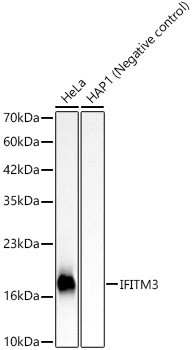 IFITM3 Monoclonal Antibody
