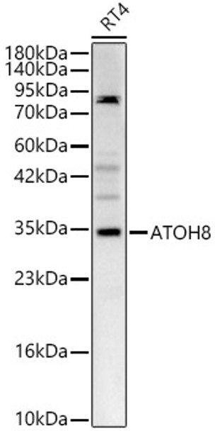 ATOH8 Polyclonal Antibody