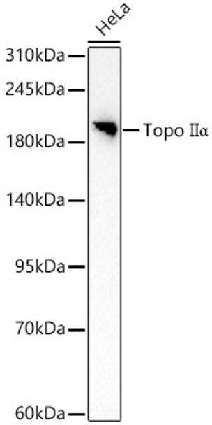 Topo IIα Polyclonal Antibody