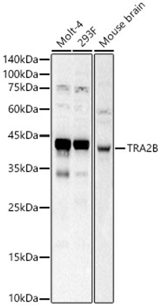 TRA2B Polyclonal Antibody