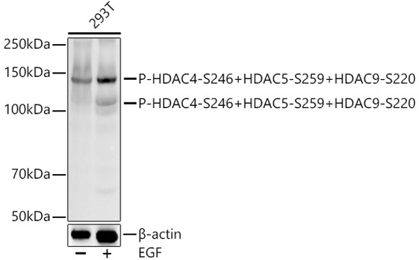 Phospho-HDAC4-S246 + HDAC5-S259 + HDAC9-S220 Monoclonal Antibody