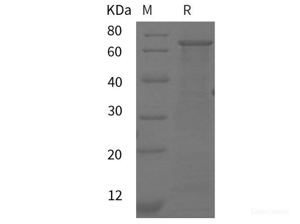 Mouse Cdh5 Recombinant Protein (His tag)