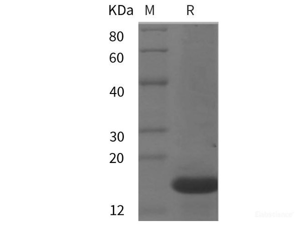 Mouse IL22 Recombinant Protein (His tag)