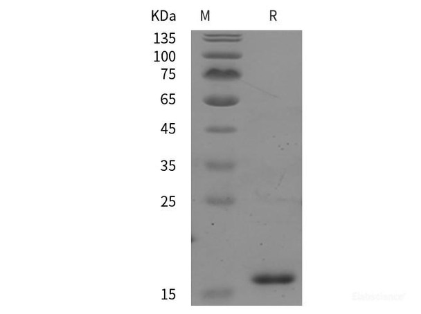 Rat IL1A/IL-1F1 Recombinant Protein (His tag)