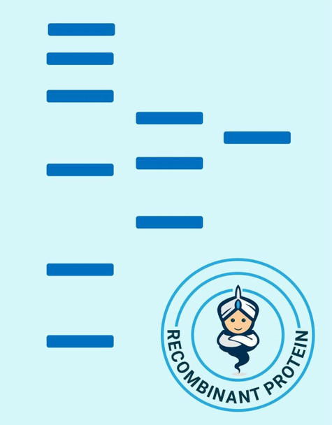 Mouse CD8a/Lyt2 Recombinant Protein (truncated) (His tag)