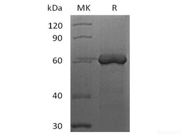 Recombinant Human FGL1 (C-Fc-Avi) Biotinylated