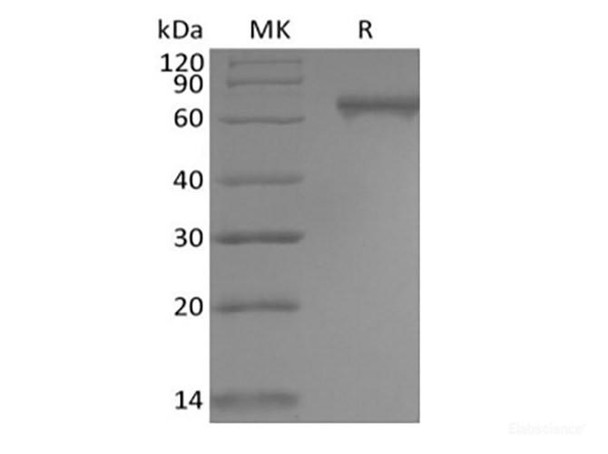 Recombinant Human Notch2 (C-6His)