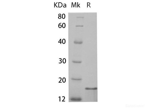 Human IL15 Recombinant Protein (RPES6544)