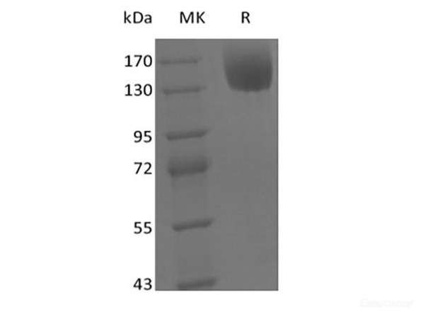 Recombinant Mouse Leptin Receptor/LEPR/CD295 (C-Fc)