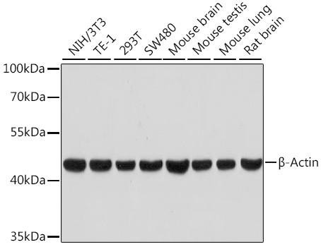 β-Actin Rabbit Monoclonal Antibody (High Dilution) (CABC026)