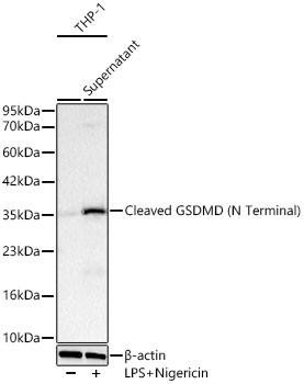 Cleaved Gasdermin D (N Terminal) Rabbit Monoclonal Antibody (CAB24059)